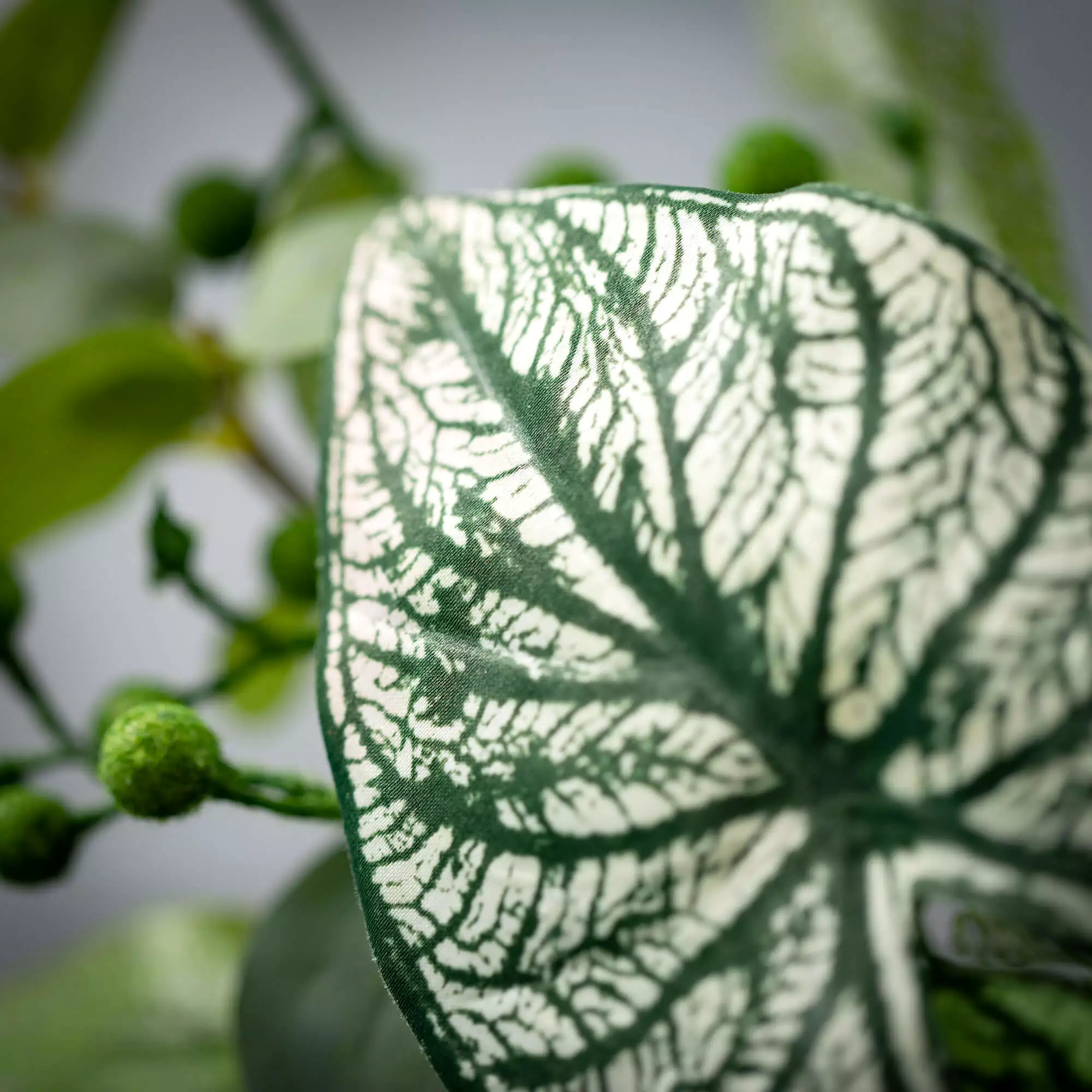 Caladium Eucalyptus Ring