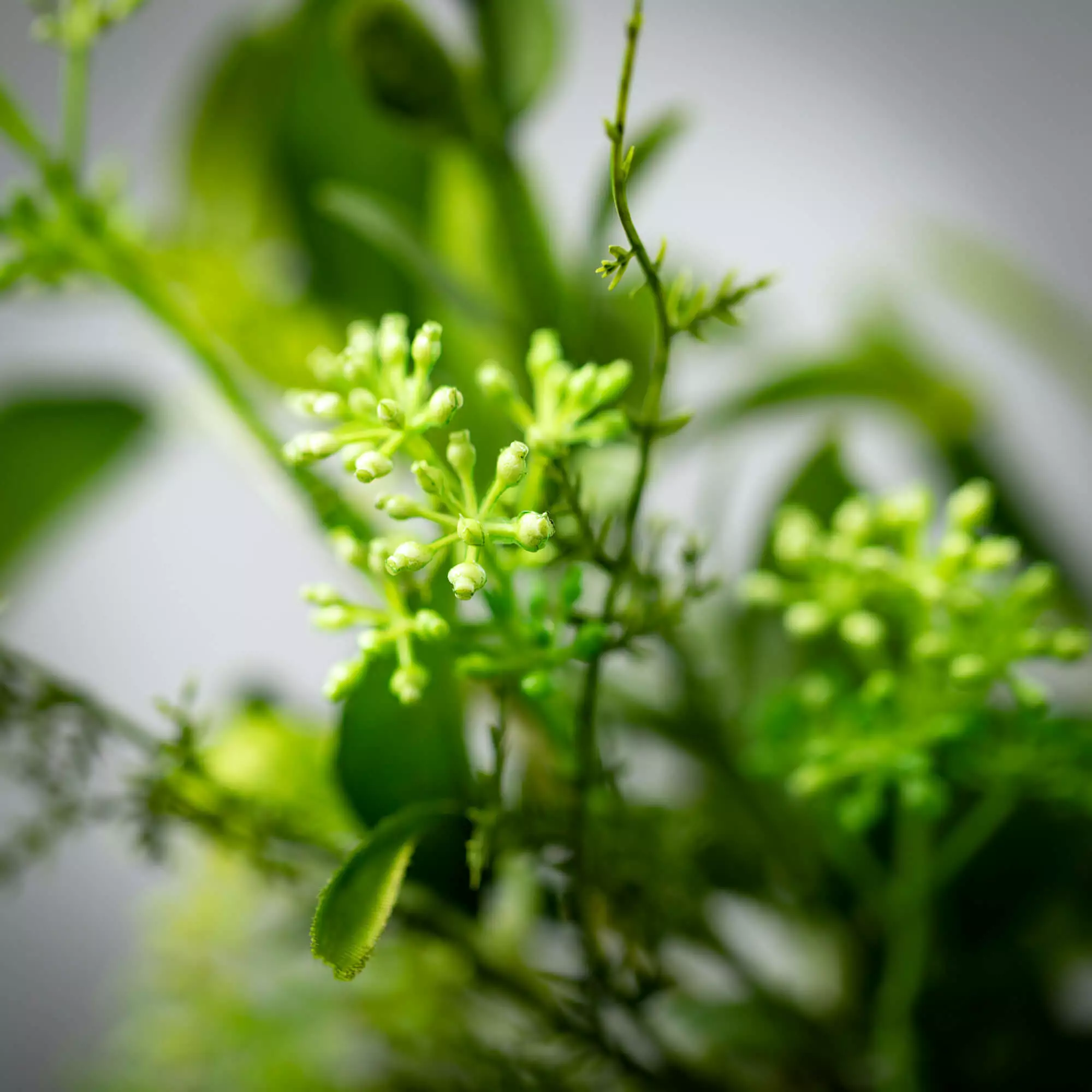 Verdant Leafy Foliage Ring